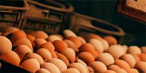 Descubra a Visão Geral do Mercado de Ovos