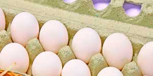 Descubra como encontrar fornecedores de ovos para revender