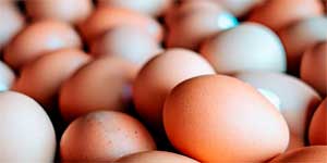 Descubra dicas para vender ovos com sucesso