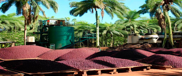 Fornecedores de açaí no atacado