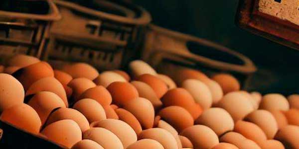 Visão Geral do Mercado de Ovos