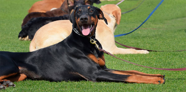  O Que Faz um Adestrador de Cães?