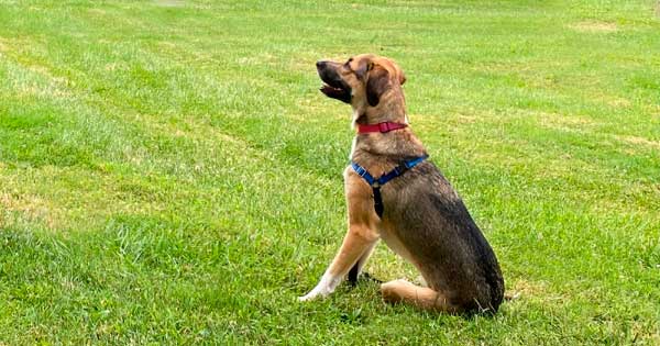 Como ser um adestrador de cães